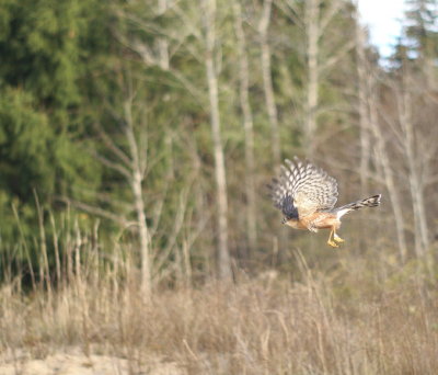 Sharp-shinned Hawk adult male