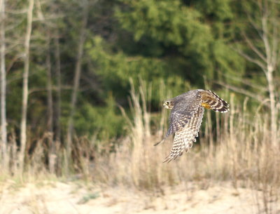 Merlin adult female