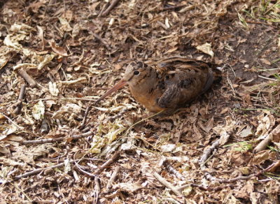 American Woodcock female