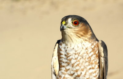 Sharp-shinned Hawk  adult male