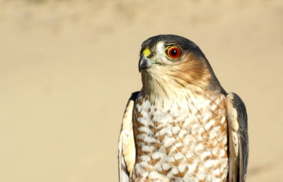 Sharp-shinned Hawk adult male