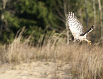 Sharp-shinned Hawk juvenile male