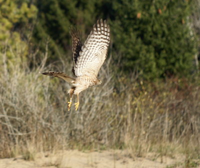 Sharp-shinned Hawk juvenile female
