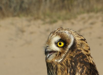 Short-eared Owl