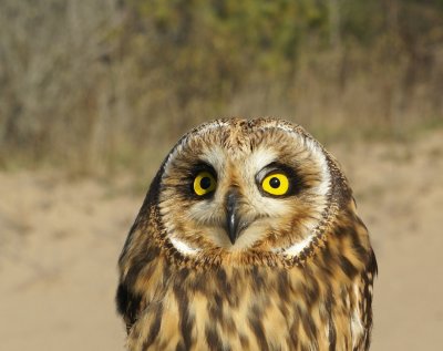 Short-eared Owl