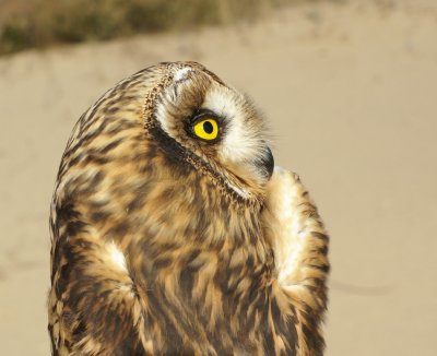 Short-eared Owl