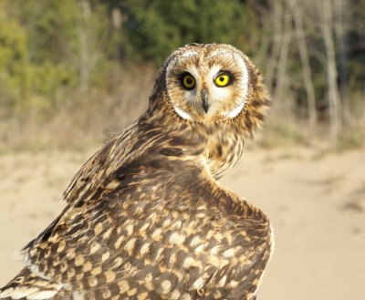Short-eared Owl