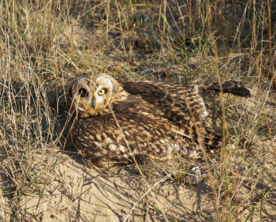 Short-eared Owl