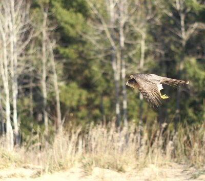 Sharp-shinned Hawk adult female