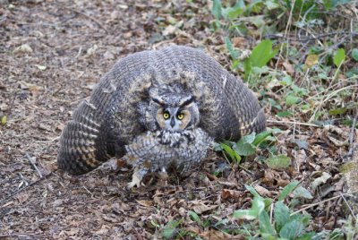 Long-eared Owl