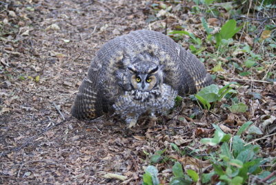 Long-eared Owl