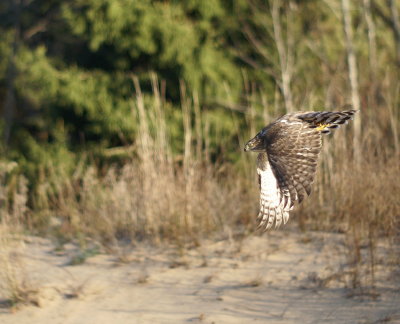 Sharp-shinned Hawk  juvenile female