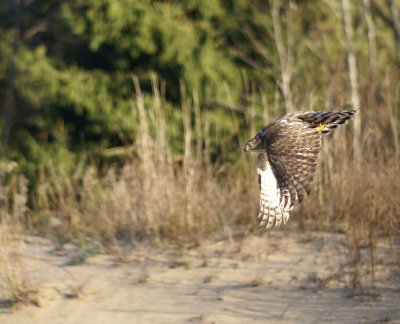 Sharp-shinned Hawk juvenile female