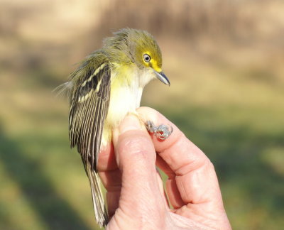 White-eyed Vireo