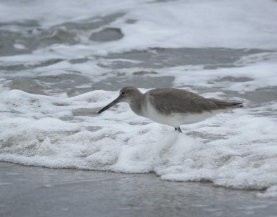 Willet