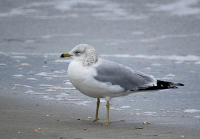 Ring-billed Gull