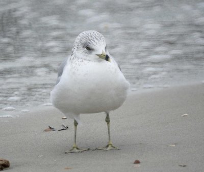 Ring-billed Gull