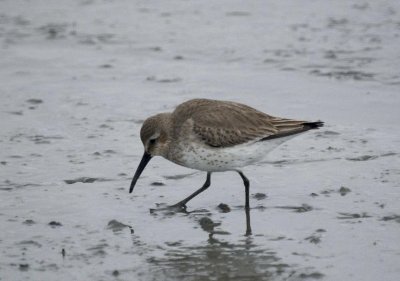 Dunlin