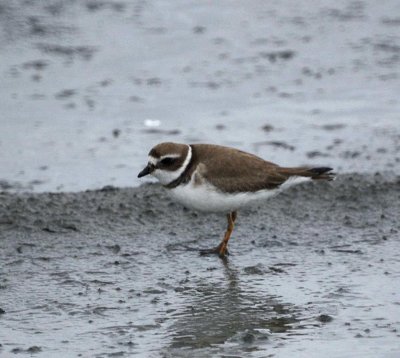 Semipalmated Plover