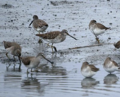 Short-billed Dowitcher & Dunlin