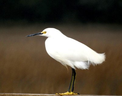 Snowy Egret