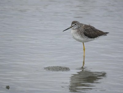 Greater Yellowlegs