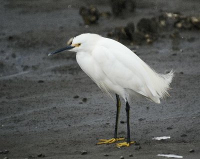 Snowy Egret