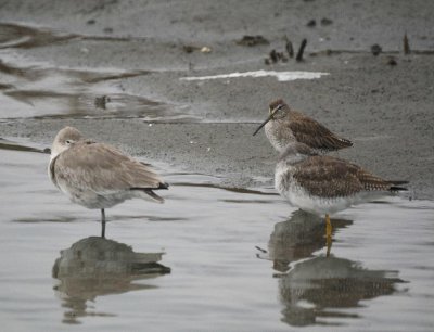Willet, Short-billed Dowitcher & Greater Yellowlegs
