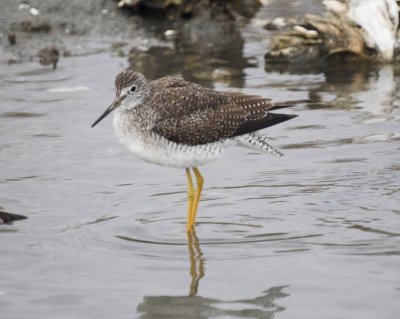 Greater Yellowlegs