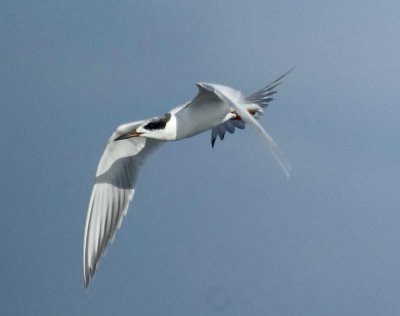 Forster's Tern