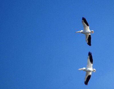 White Pelican