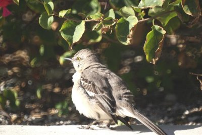 Northern Mockongbird