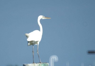 White phase Great Blue Heron