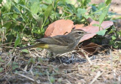 Palm Warbler