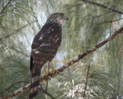 Cooper's Hawk