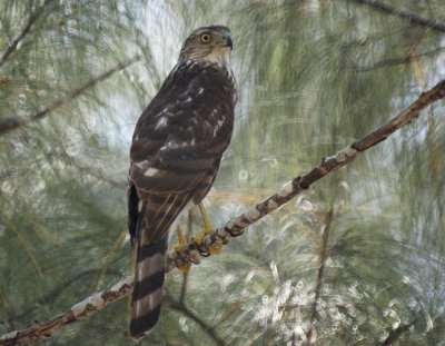 Cooper's Hawk