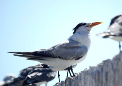 Royal Tern