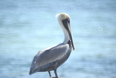 Brown Pelican