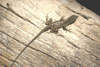 Brown Anole