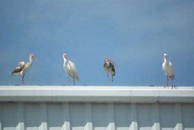 White Ibis