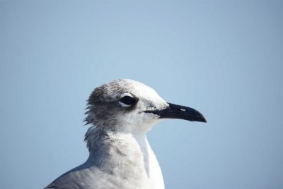 Laughing Gull