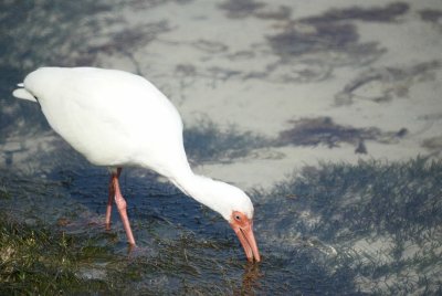White Ibis