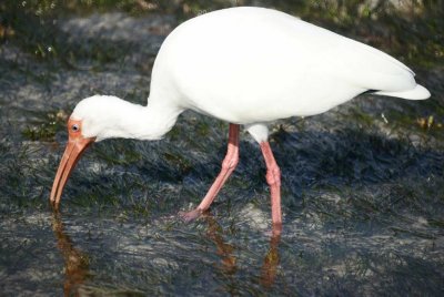 White Ibis