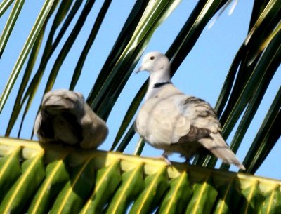 Eurasian Collared Dove