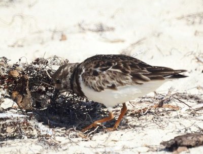 Ruddy Turnstone