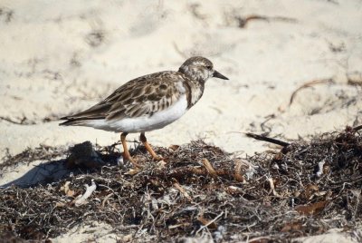Ruddy Turnstone