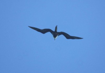 Magnifcent Frigatebird