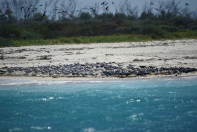 Royal Tern, Black Skimmer, Laghing Gull, roseate Tern & Brown Pelican