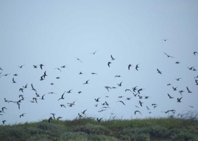 Sooy Tern & Brown Noddy