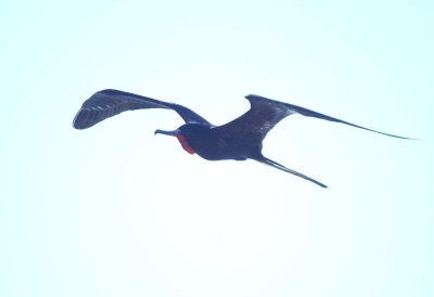 Magnifcent Frigatebird